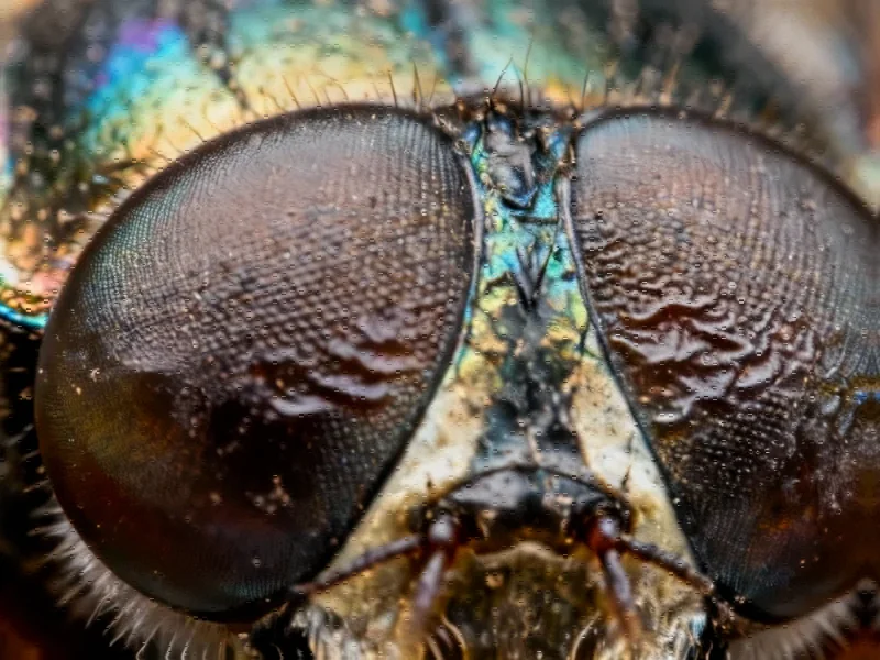 HSP90 as an evolutionary capacitor drives adaptive eye size reduction via atonal - Nature Communicat - Professional coverage
