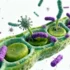 Plant Pathogens Neutralize Defense Signals Through Enzyme Strategy, Study Reveals